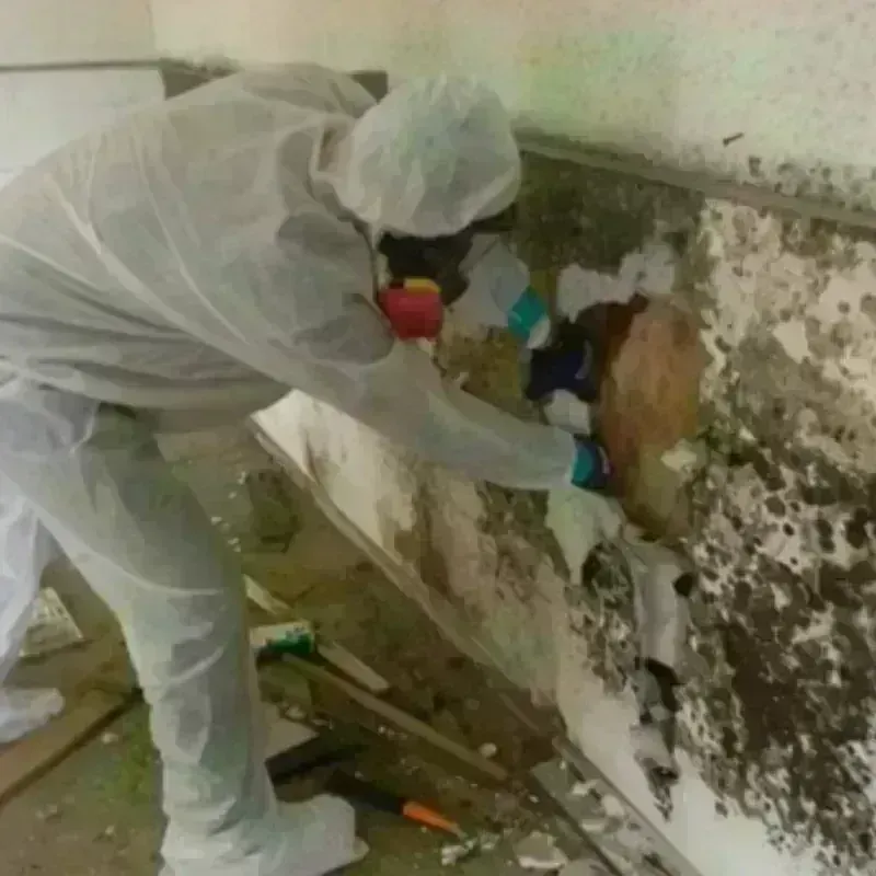 Mold Remediation and Removal in Rio Blanco County, CO